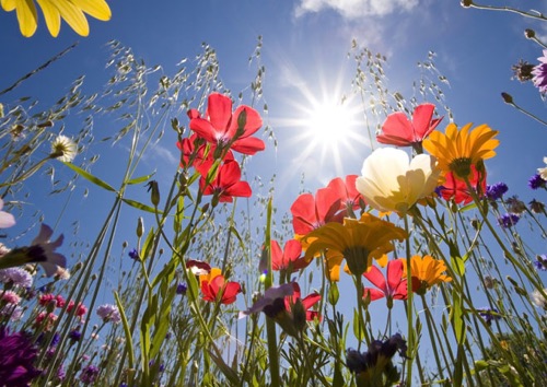 L'image représente des fleurs sur fond de ciel bleu et rayons de soleil.