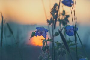 Cette photo montre des fleur bleues sur un fond de coucher de soleil
