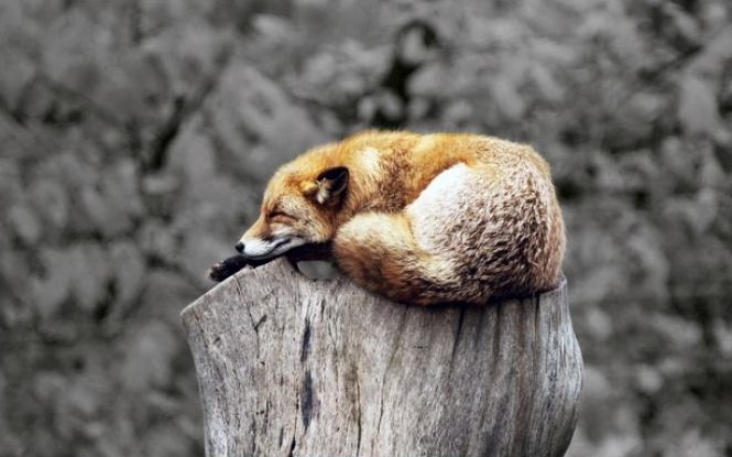 photo illustrant le rôle du sommeil d'un renard qui dort.