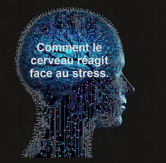 image d’une tête et de son cerveau sur fond noir et texte qui dit comment le cerveau réagit face au stress.