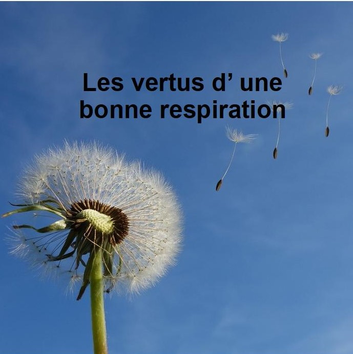 photo de dents-de-lion et pollen qui s’ envole et texte qui dit les vertus d’ une bonne respiration.