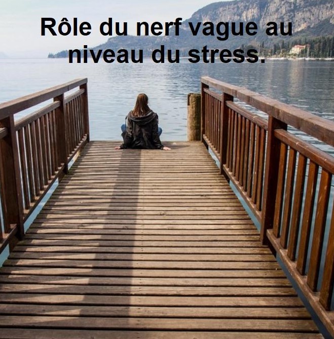 photo d’une personne assise regardant un lac et texte qui dit rôle du nerf vague au niveau du stress.